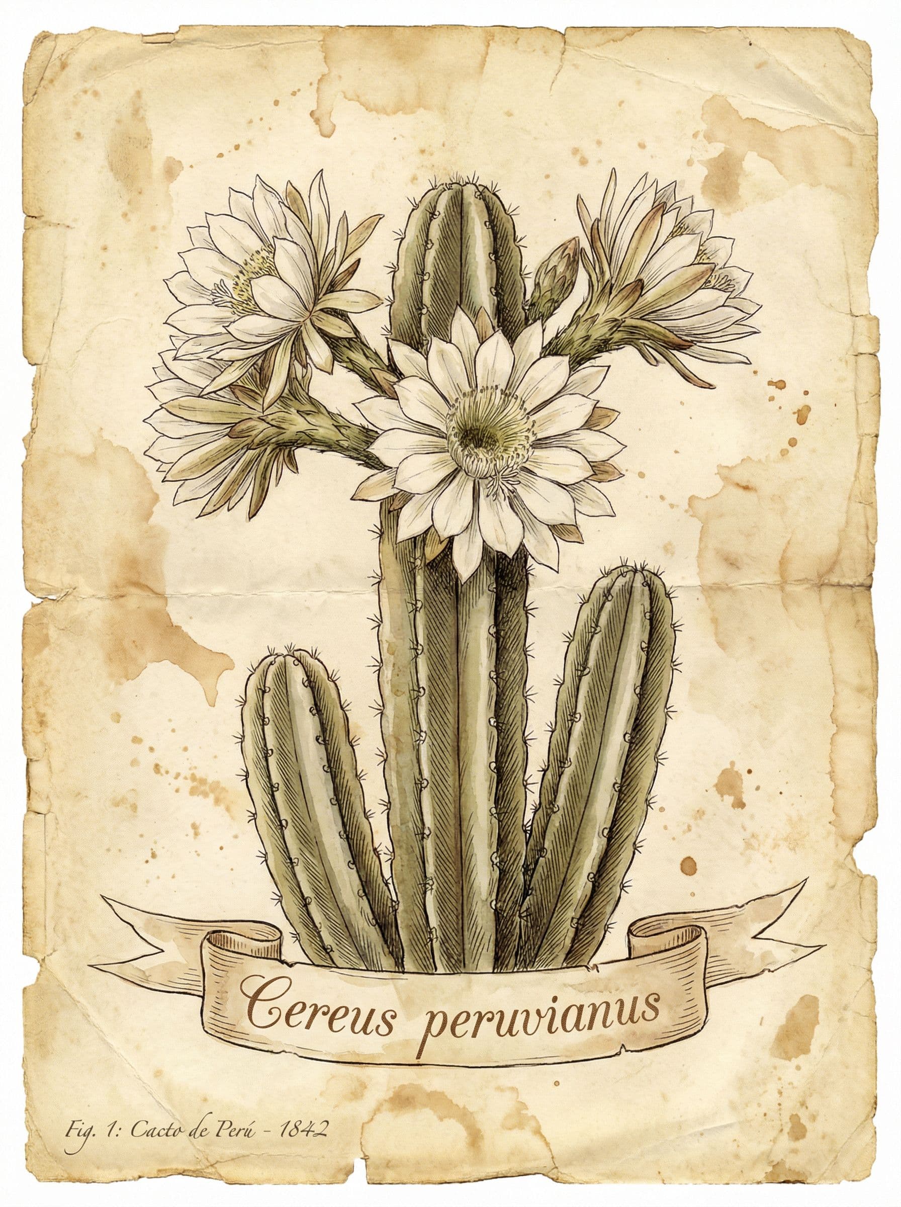 A vintage botanical drawing of a flowering cactus on stained parchment